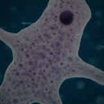 Brain-Eating Amoeba